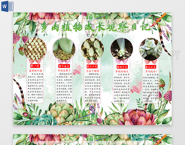 多肉植物成长观察日记小报word电子小抄报边框花边